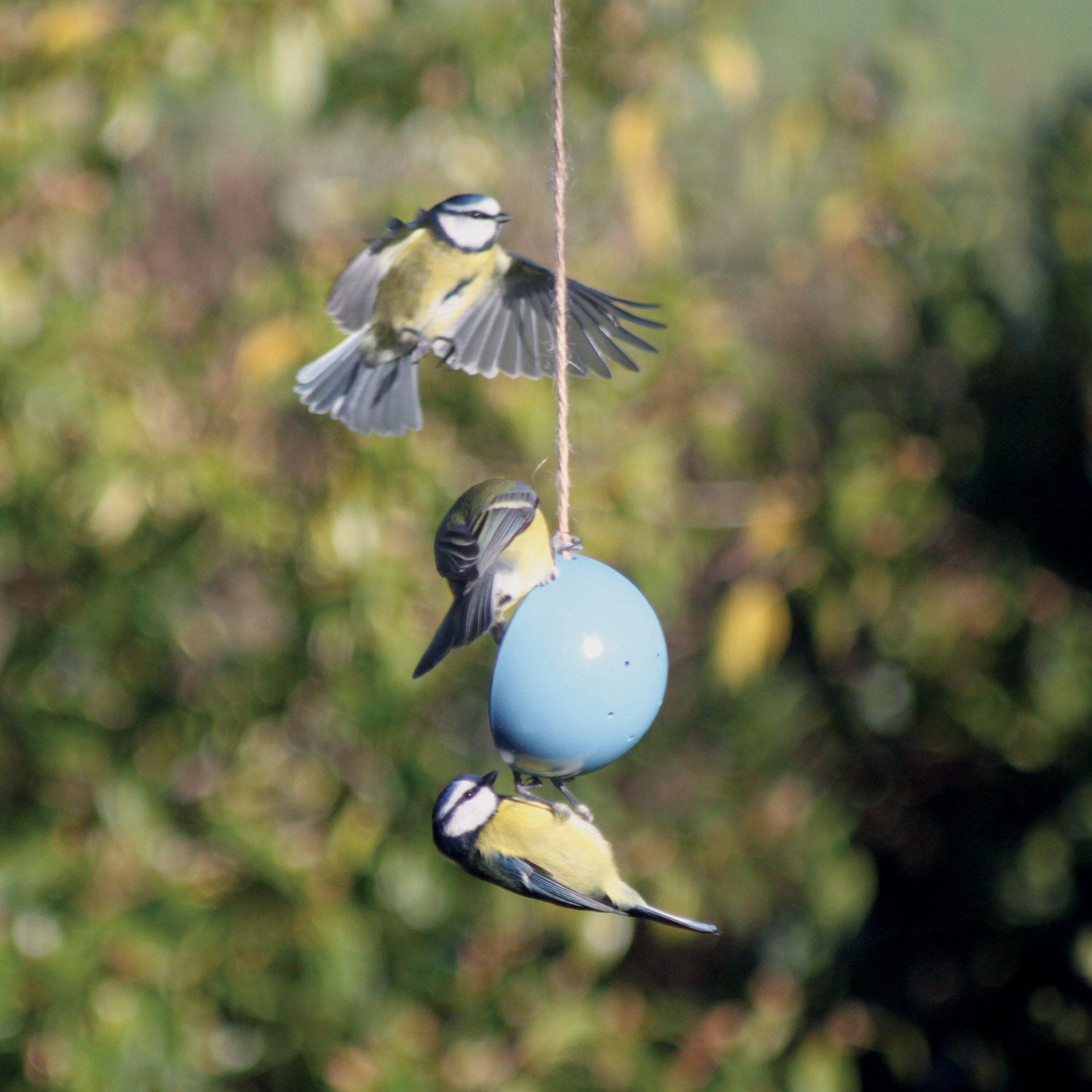 Eco-Friendly Bird Care Kit